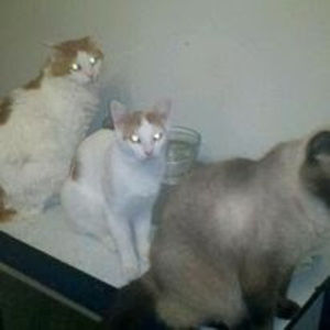 Meet your Posher, Canute